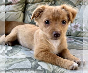 Ratshi Terrier Dogs for adoption in Royal Palm Beach, FL, USA
