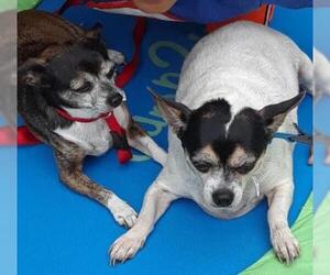 Jack Chi Dogs for adoption in Rockaway, NJ, USA