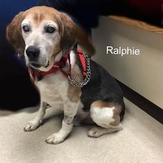 Medium Photo #1 Beagle Puppy For Sale in Norfolk, VA, USA