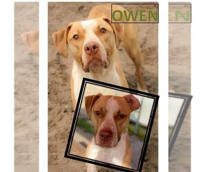 Labrador Retriever-Unknown Mix Dogs for adoption in Sanford, FL, USA