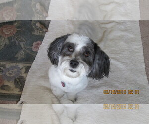 Lhasa Apso-Unknown Mix Dogs for adoption in Denver, CO, USA