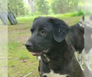Labrador Retriever-Unknown Mix Dogs for adoption in Canton, CT, USA
