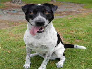 Lab-Pointer Dogs for adoption in Upland, CA, USA