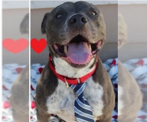 American Staffordshire Terrier Dogs for adoption in Alta Loma, CA, USA