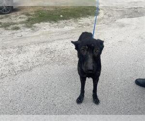 Shepradors Dogs for adoption in Houston, TX, USA