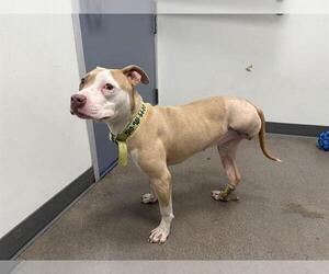 American Pit Bull Terrier-Unknown Mix Dogs for adoption in Berkeley , CA, USA
