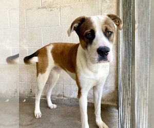 Saint Bernard-Unknown Mix Dogs for adoption in San Bernardino, CA, USA