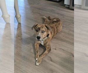 Catahoula Leopard Dog-Unknown Mix Dogs for adoption in Boston, MA, USA