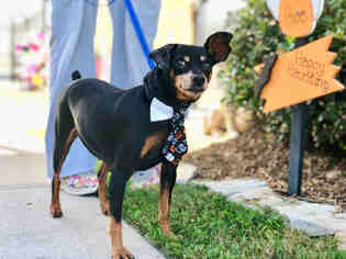 Miniature Pinscher Dogs for adoption in Sugar Land, TX, USA