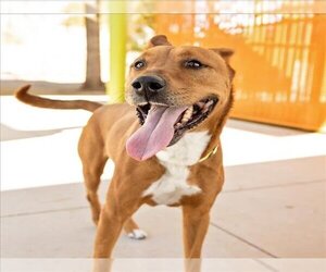American Pit Bull Terrier-Labrador Retriever Mix Dogs for adoption in Las Vegas, NV, USA