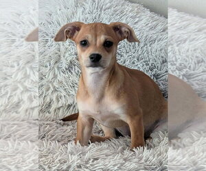 Chihuahua Dogs for adoption in oakland, FL, USA