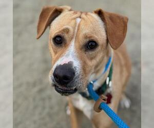 Labrador Retriever-Unknown Mix Dogs for adoption in San Diego, CA, USA