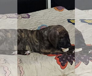 Great Dane Dogs for adoption in Palm Beach, FL, USA