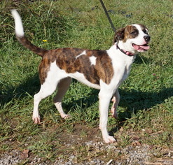 Mutt Dogs for adoption in Dickson, TN, USA