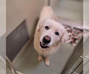 Maremma Sheepdog Dogs for adoption in Placerville, CA, USA