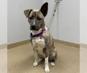 Mutt Dogs for adoption in Aurora, CO, USA