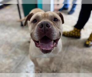 American Staffordshire Terrier-Unknown Mix Dogs for adoption in Raleigh, NC, USA