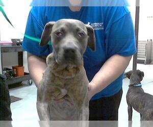 Mastiff-Unknown Mix Dogs for adoption in Fayetteville, NC, USA