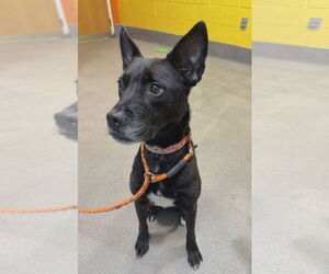Labrador Retriever-Unknown Mix Dogs for adoption in Greenbelt, MD, USA