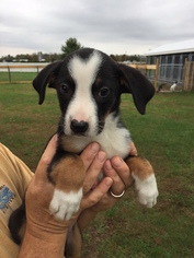 Border-Aussie Dogs for adoption in Blossvale, NY, USA