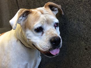 Bulldog Dogs for adoption in pomona, CA, USA
