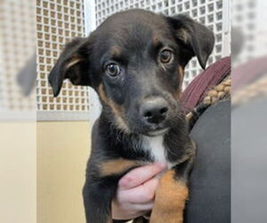 German Shepherd Dog Dogs for adoption in Salinas, CA, USA