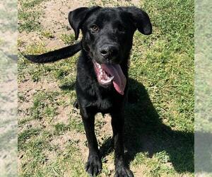 Labrador Retriever-Unknown Mix Dogs for adoption in West Valley, UT, USA