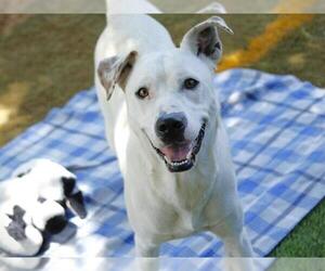 Labrador Retriever-Unknown Mix Dogs for adoption in Tallahassee, FL, USA