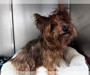 Silky Terrier Dogs for adoption in San Clemente, CA, USA