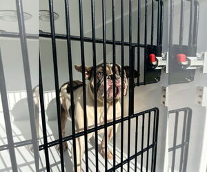 Bulldog-Unknown Mix Dogs for adoption in Virginia Beach, VA, USA