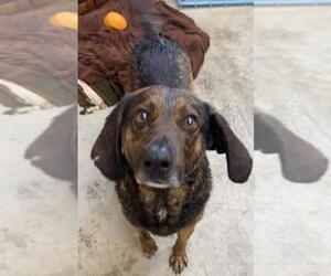 Plott Hound Dogs for adoption in Augusta, WV, USA