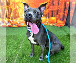 American Pit Bull Terrier Dogs for adoption in Long Beach, CA, USA