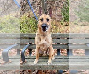 German Shepherd Dog Dogs for adoption in Arlington, VA, USA