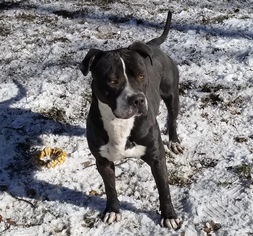 Bullboxer Pit Dogs for adoption in Evergreen, CO, USA