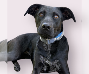 Labrador Retriever-Spaniel Mix Dogs for adoption in Rockville, MD, USA