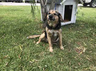 Medium Photo #1 German Shepherd Dog-Unknown Mix Puppy For Sale in Rosenberg, TX, USA