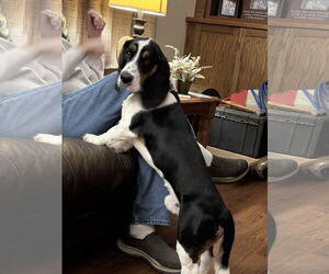 Basset Hound Dogs for adoption in Brookville, OH, USA