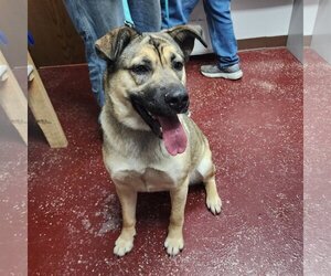 German Shepherd Dog-Unknown Mix Dogs for adoption in Fargo, ND, USA
