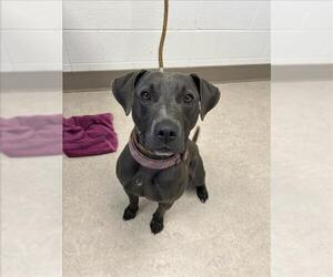 American Pit Bull Terrier-Labrador Retriever Mix Dogs for adoption in Saginaw, MI, USA