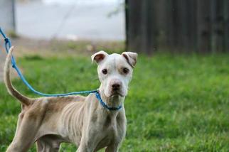 Bull Terrier Dogs for adoption in Kanab, UT, USA