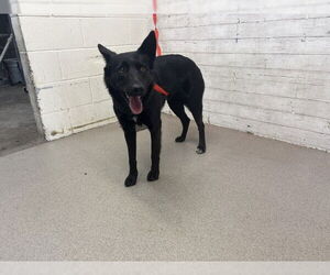 Shepradors Dogs for adoption in San Bernardino, CA, USA