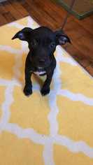 Labrador Retriever-Unknown Mix Dogs for adoption in Bronx, NY, USA