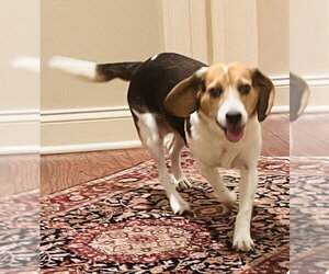Medium Photo #1 Beagle-Unknown Mix Puppy For Sale in Germantown, OH, USA