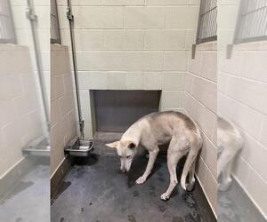 German Shepherd Dog-Unknown Mix Dogs for adoption in Upland, CA, USA