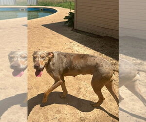 Great Dane Dogs for adoption in Bullard, TX, USA