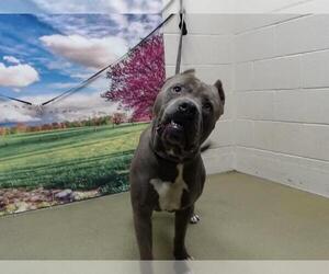 American Pit Bull Terrier-Unknown Mix Dogs for adoption in Moreno Valley, CA, USA