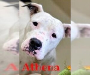 Boxer Dogs for adoption in Roswell, GA, USA