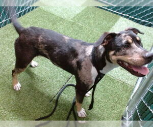 American Pit Bull Terrier Dogs for adoption in Downey, CA, USA