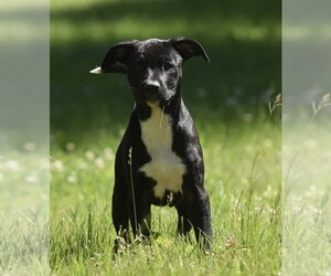 Shepradors Dogs for adoption in Mechanicsburg, PA, USA