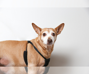 Medium Photo #1 Chihuahua-Unknown Mix Puppy For Sale in Eden Prairie, MN, USA